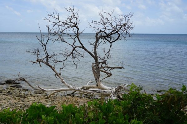 Carte double arbre plage en Nouvelle Calédonie